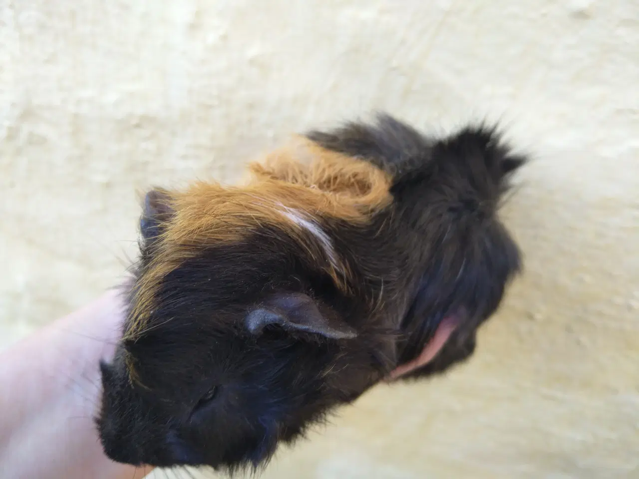 Billede 3 - 2 unger, halvbrødre 