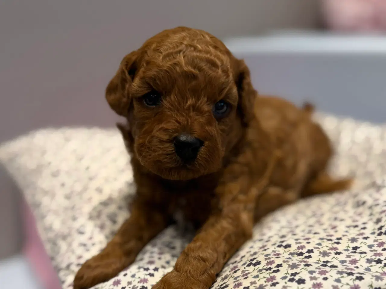 Billede 4 - Maltipoo