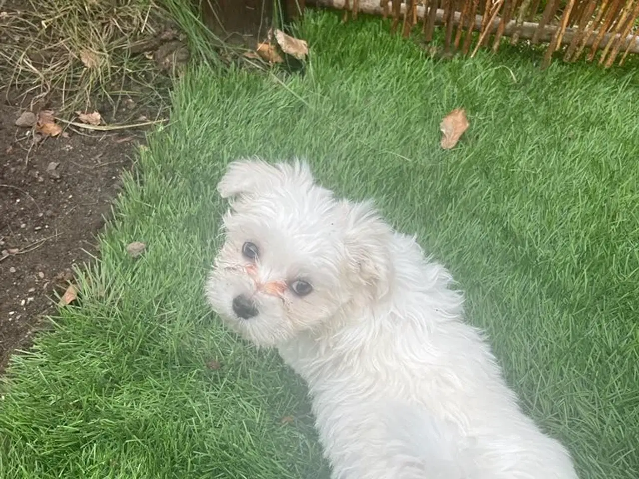 Billede 3 - Kærlige og allergivenlige Malteser og Bichon Havan