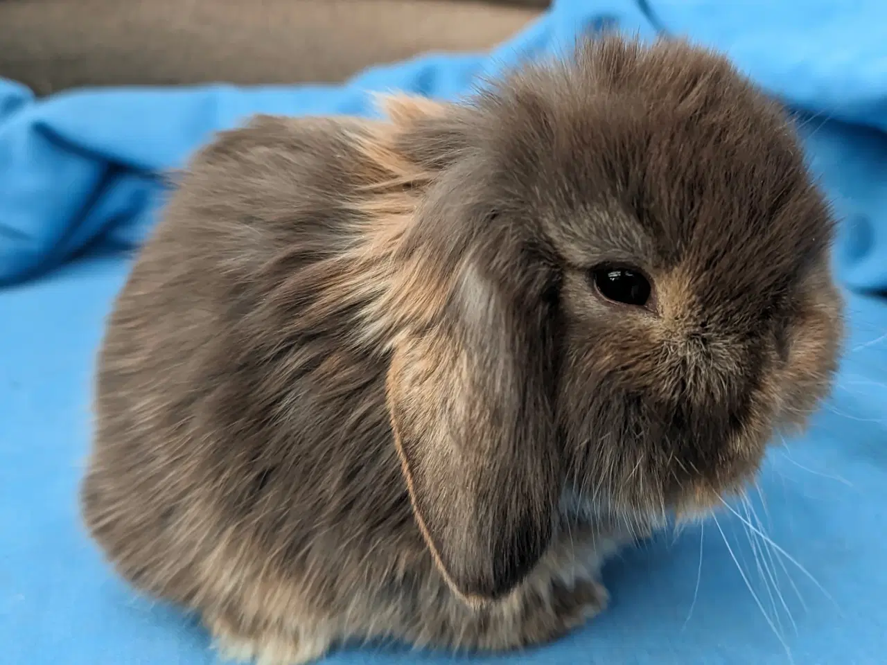 Billede 1 - Minilop kaninunge sælges