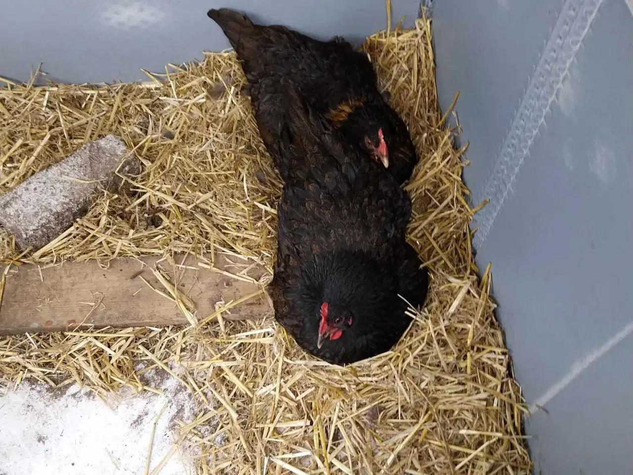 Billede 13 - høns på cirka 1 måneder gamle til salg Zone Varde.