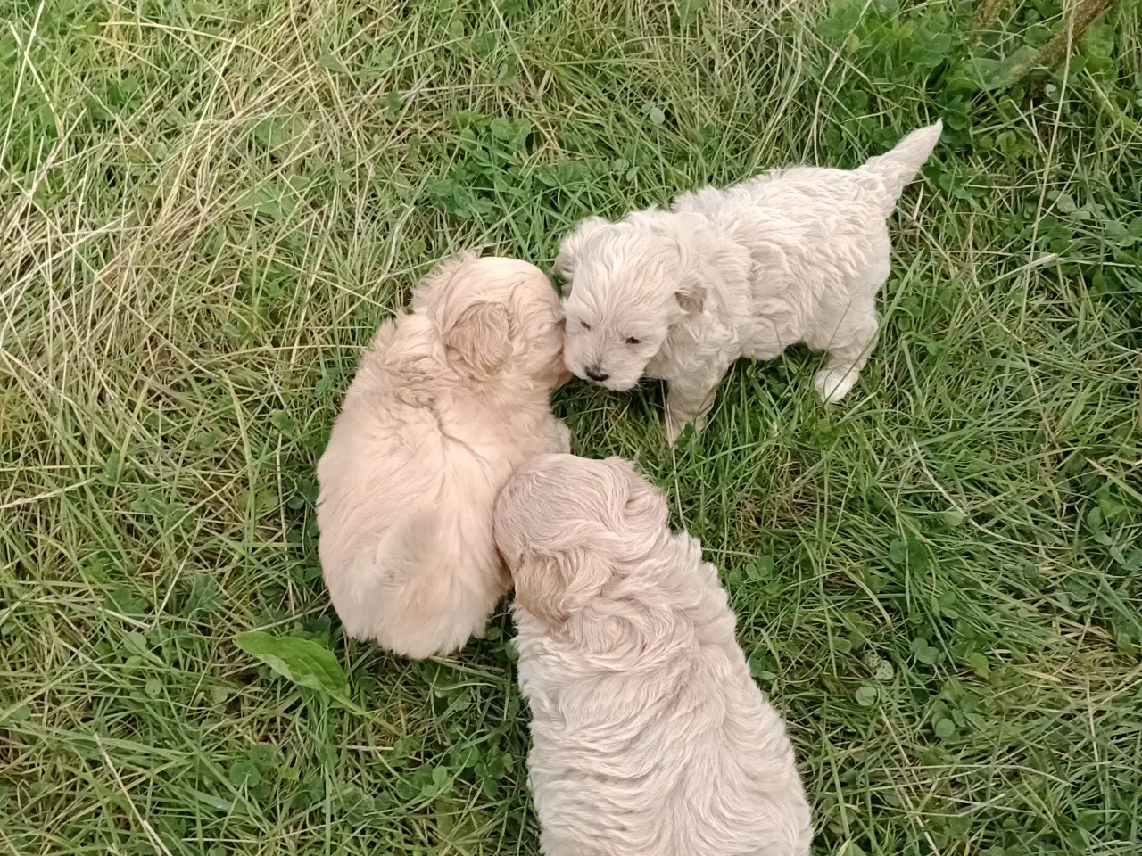 Billede 8 - Maltipoo hvalpe