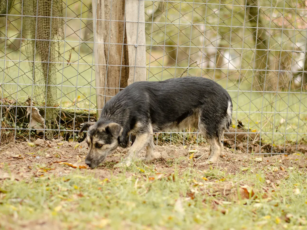 Billede 2 - Skønneste Mona søger sit helt eget hjem