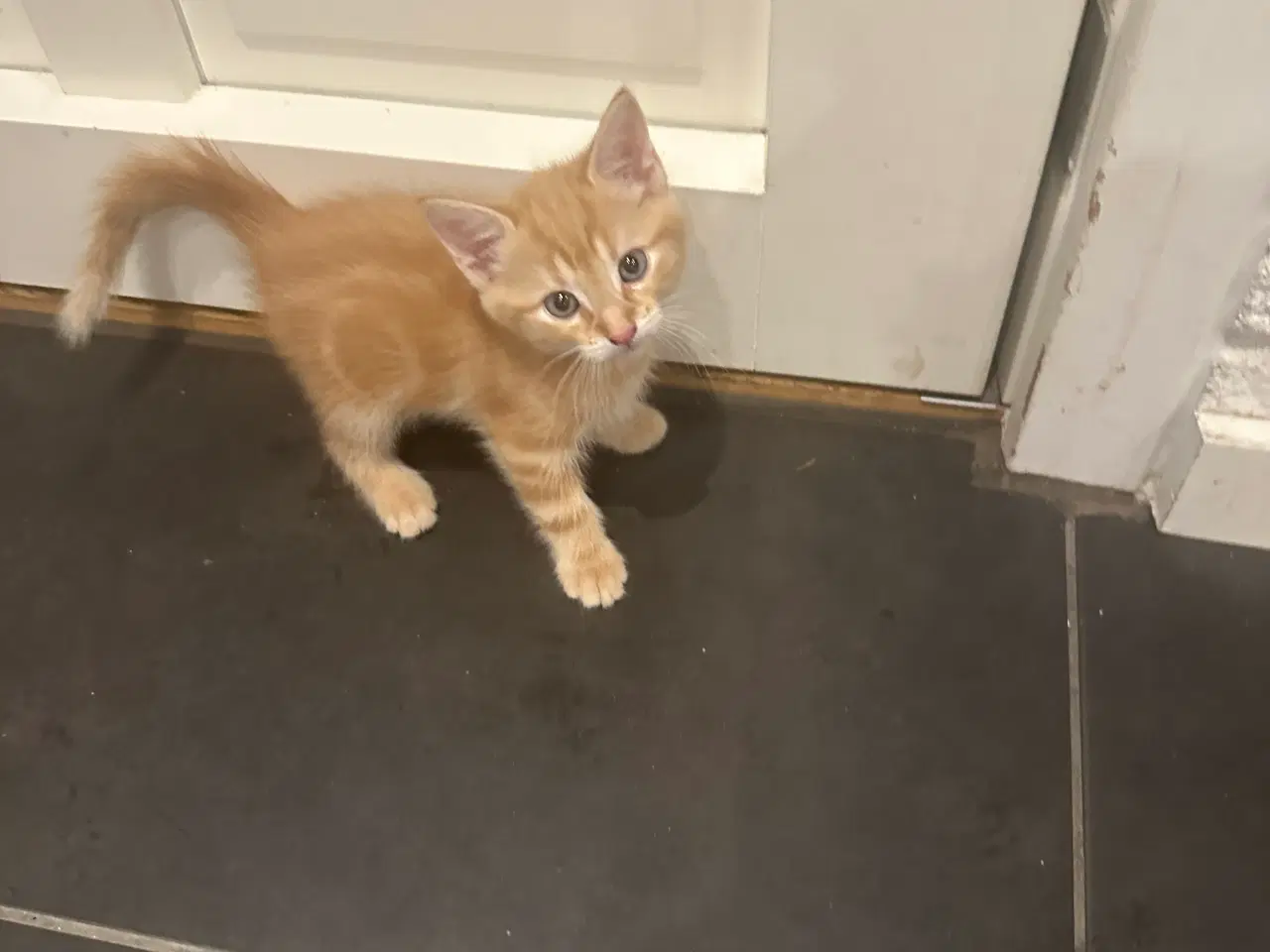 Billede 5 - Norsk skovkat killinger