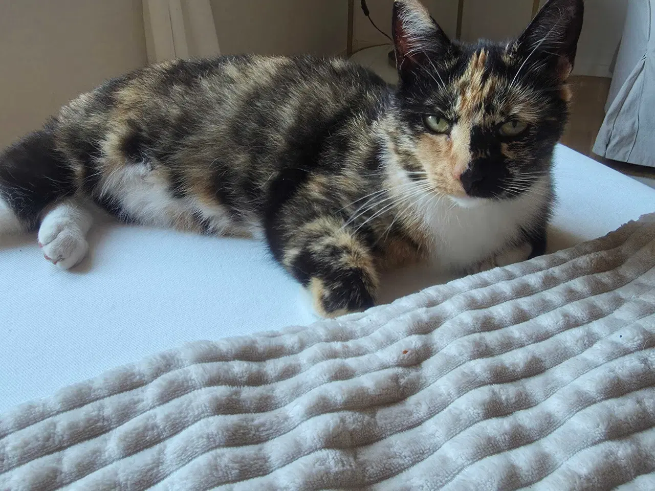 Billede 3 - Katte søger nyt hjem