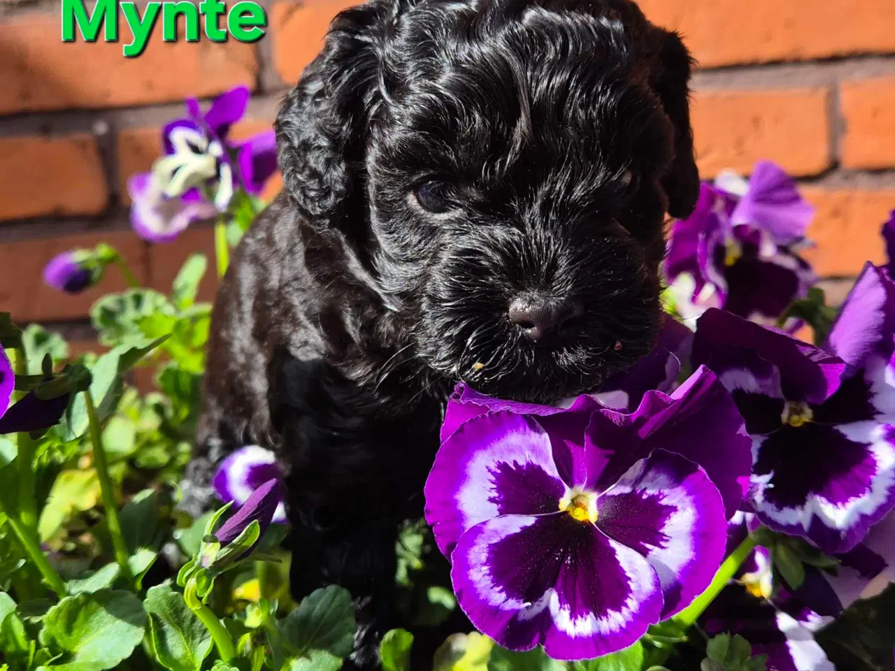 Billede 7 - Uimodstålige søde Mini cockapoo