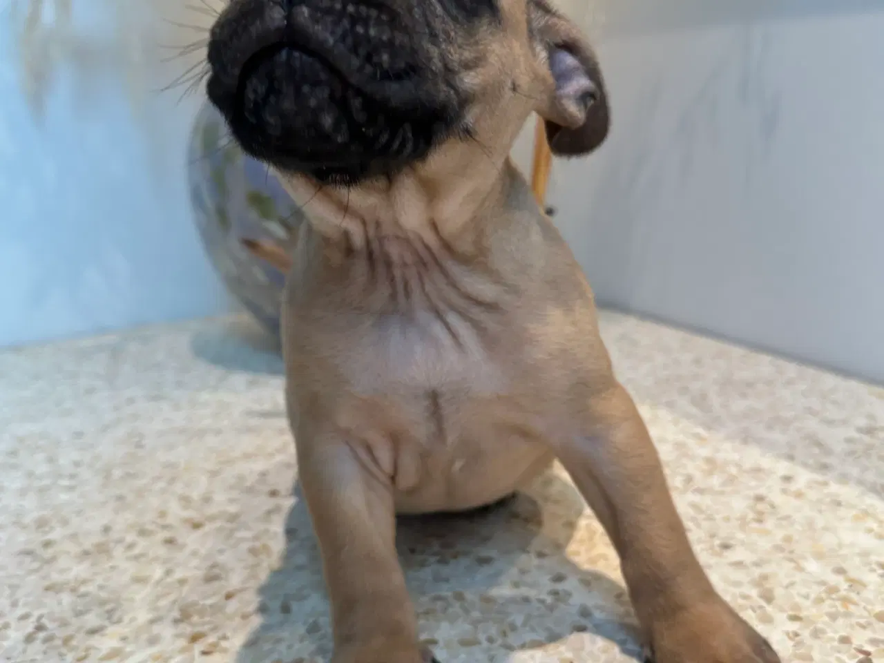 Billede 5 - De kærligste hvalpe søger nye familier