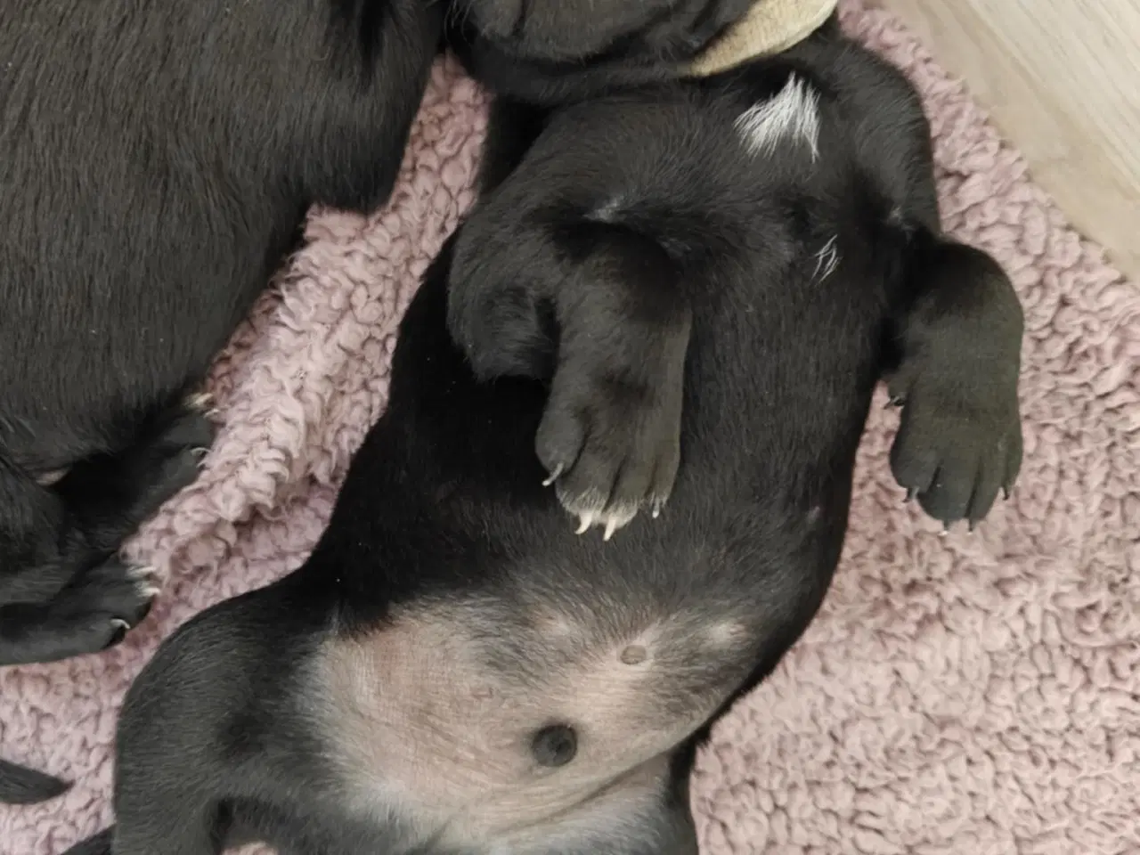 Billede 6 - Labrador blandinger
