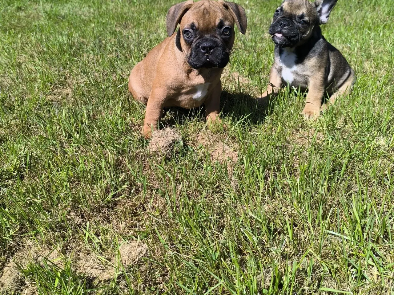 Billede 6 - DK fineste fransk bulldog hvalpe !!!!!!