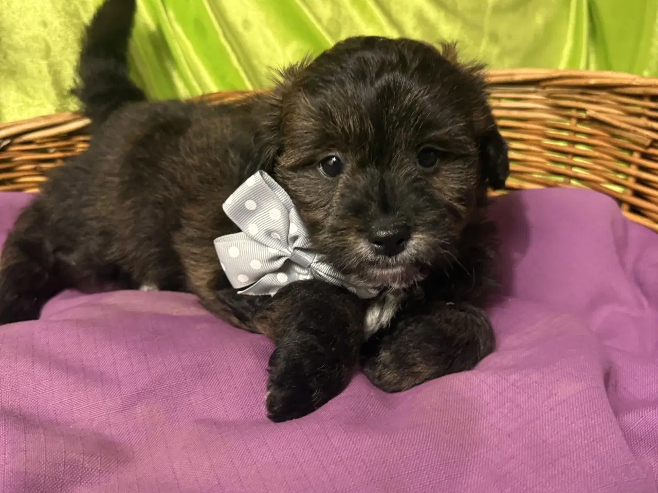 Billede 2 - Rejseklar Shihpoo /Klar i dit nye hjem/