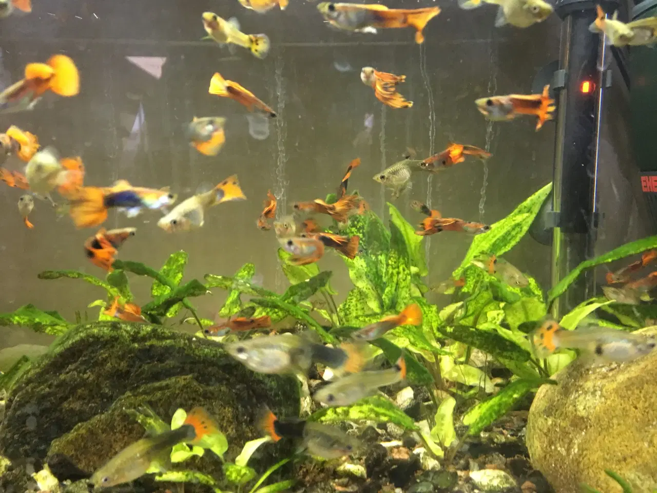 Billede 1 - GUPPY-akvariefisk