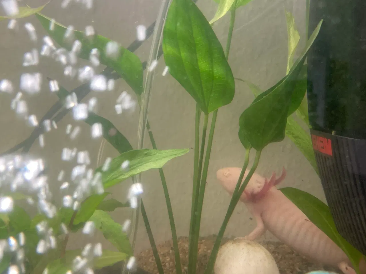 Billede 11 - Akvarium med Axolotl