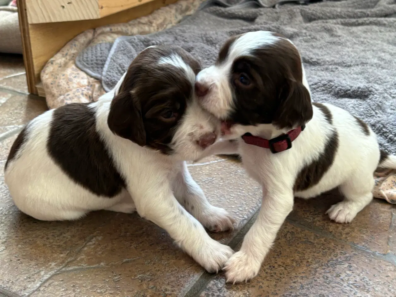 Billede 5 - FT Springer Spaniel med stamtavle 