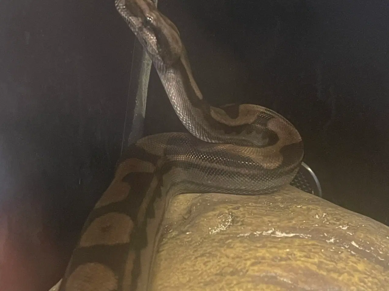 Billede 2 - Kongeboa dreng