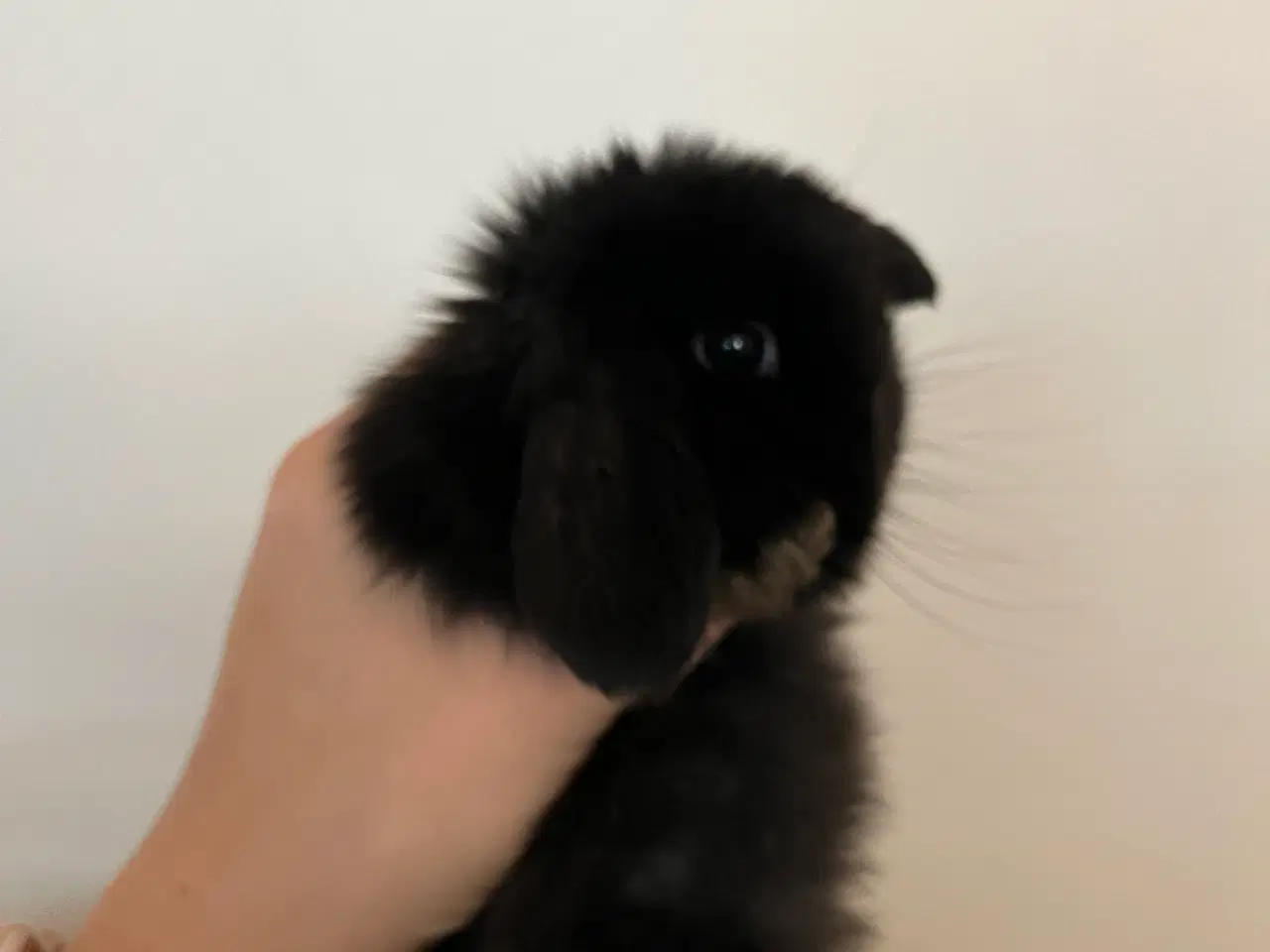 Billede 1 - 5 minilop unger klar 01/11-25