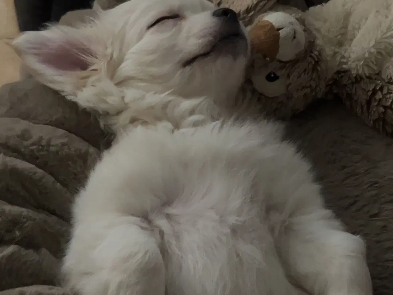 Billede 4 - Hundehvalp 12 uger 