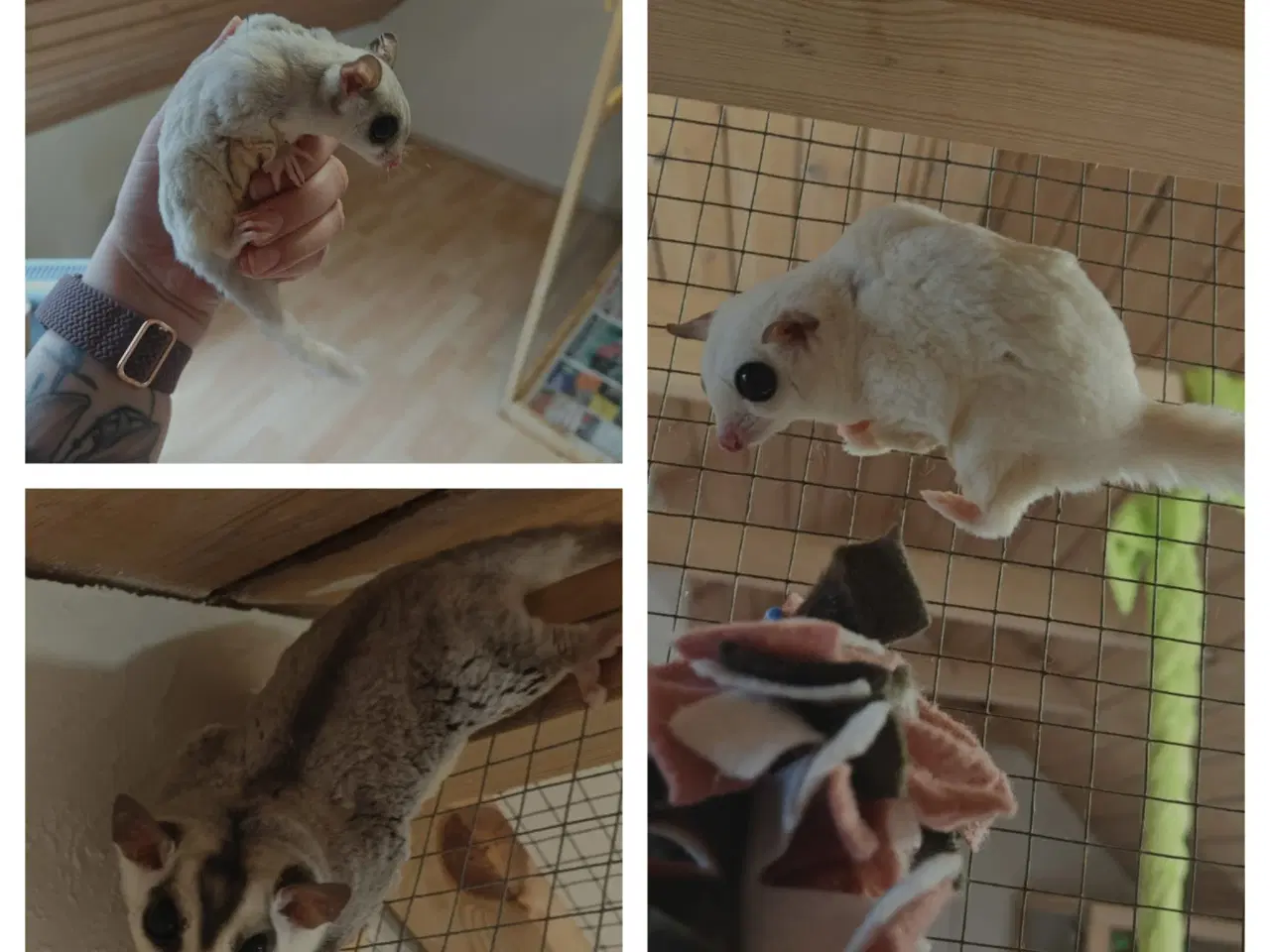 Billede 3 - Sugar Glider søger nye hjem
