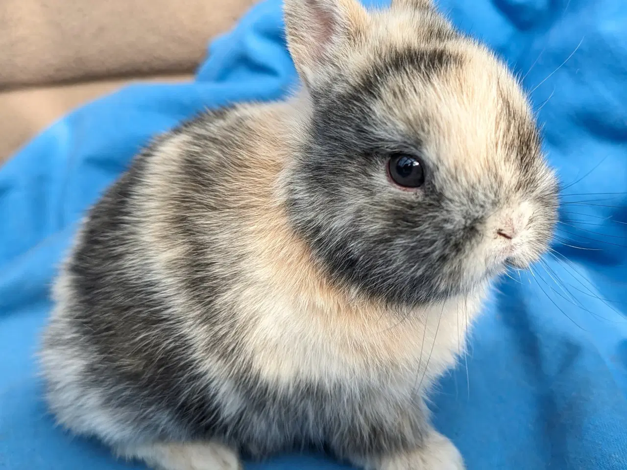 Billede 3 - Hermelin kaninunge sælges