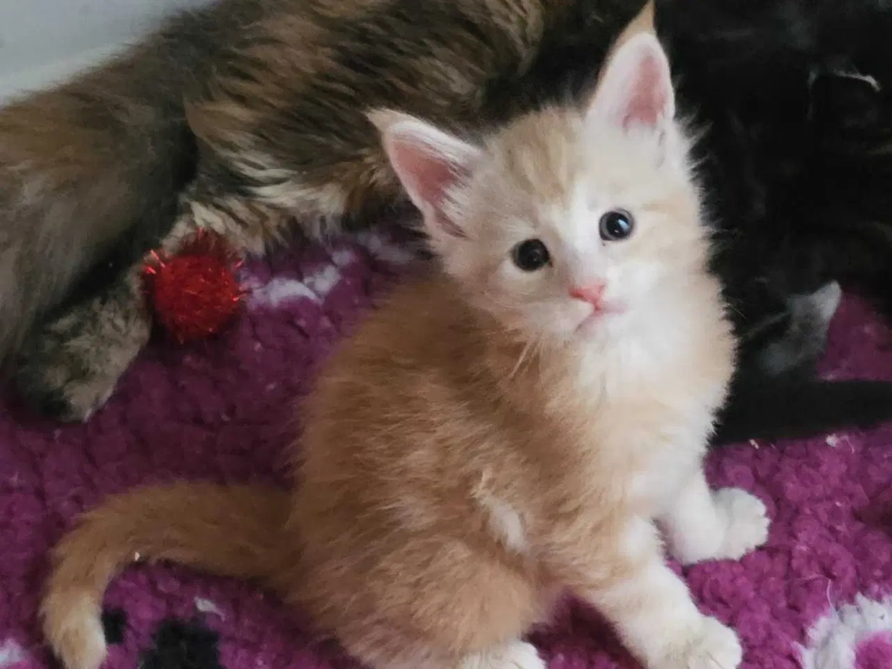 Billede 5 - Maine coon med stamtavle