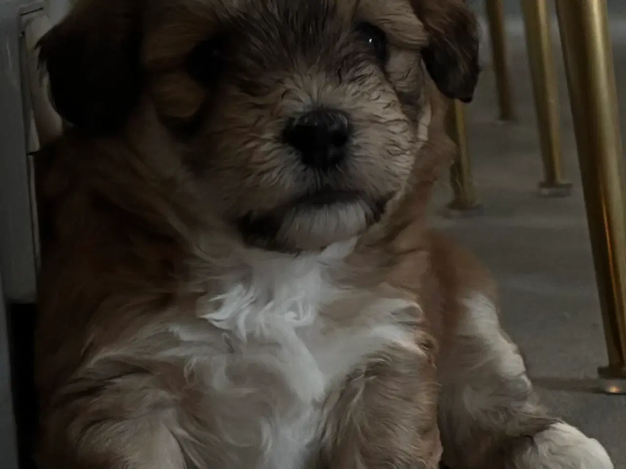 Billede 15 - Cottonpoo eller potton hvalpe