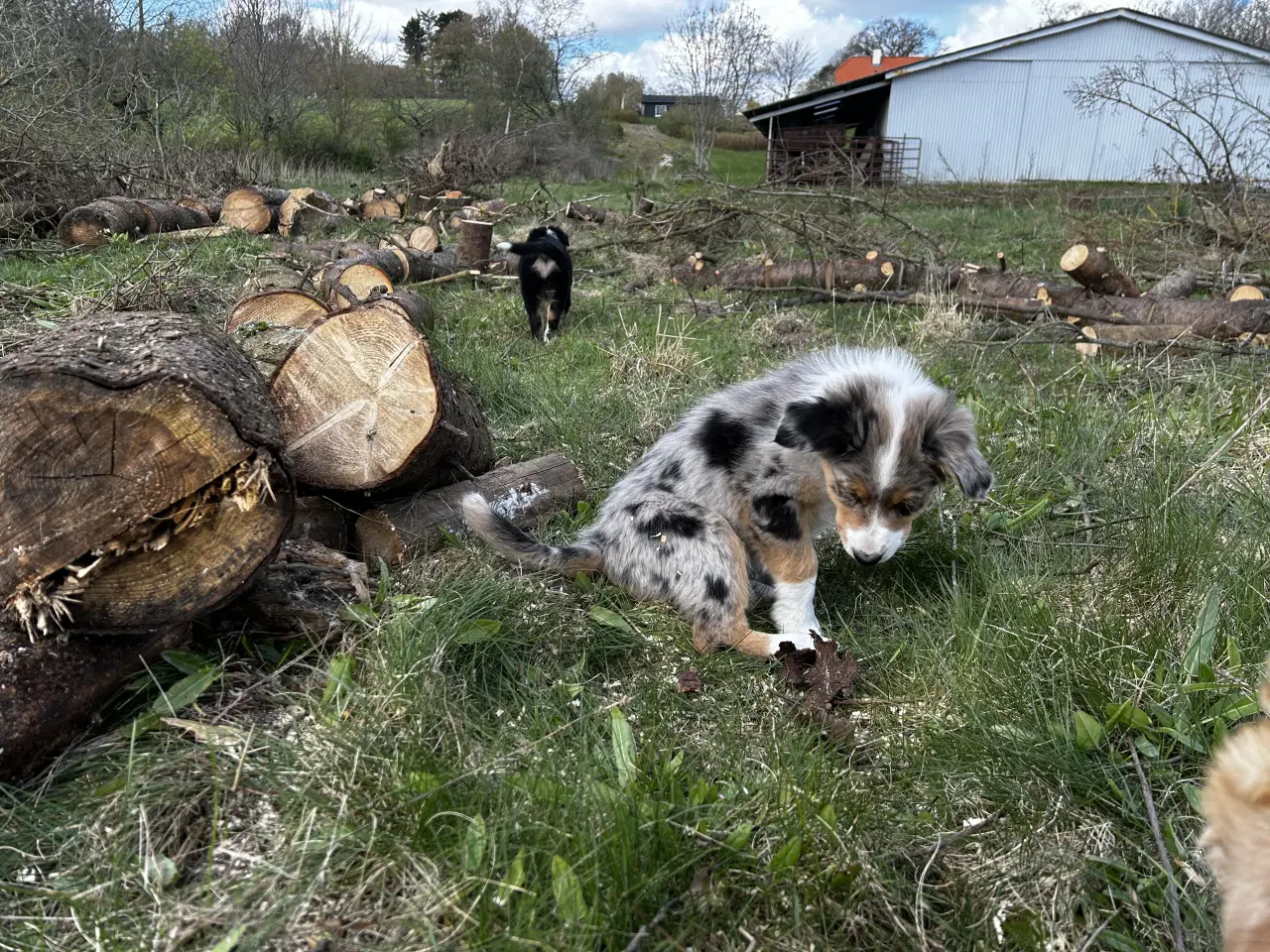 Billede 5 - Australian shepherd pige hvalp på 10 uger