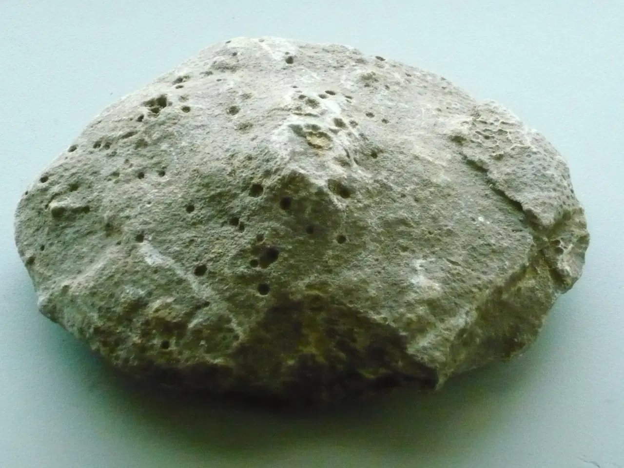 Billede 1 - Gammel Stromatoporoid