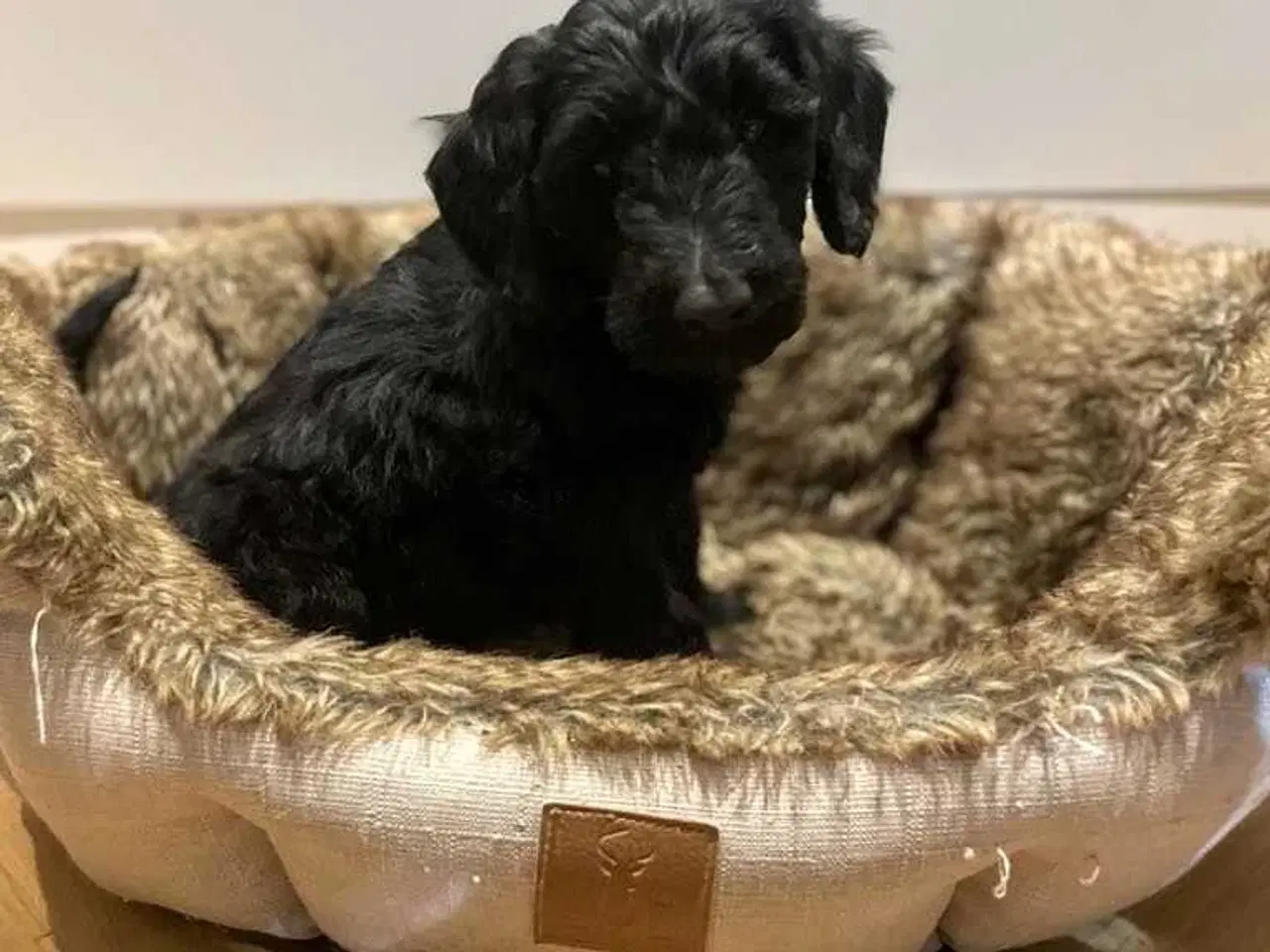 Billede 4 - Multigen Labradoodle hvalp