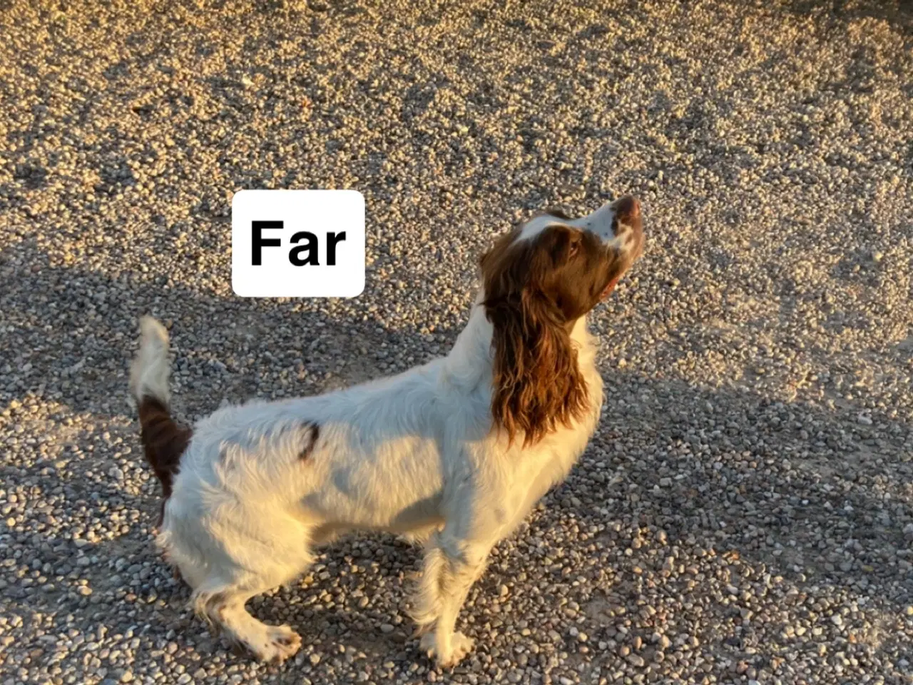 Billede 14 - FT Springer Spaniel hvalpe - klar til flyt 6 sep.