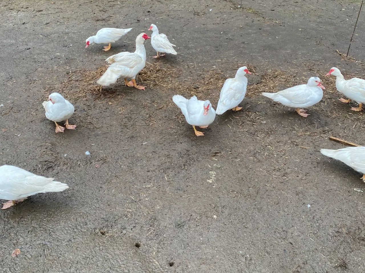 Billede 1 - Moskusænder 