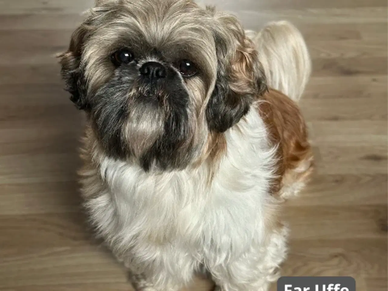 Billede 9 - Skønneste blandingshvalpe af Shih Tzu og Lhasa Aps