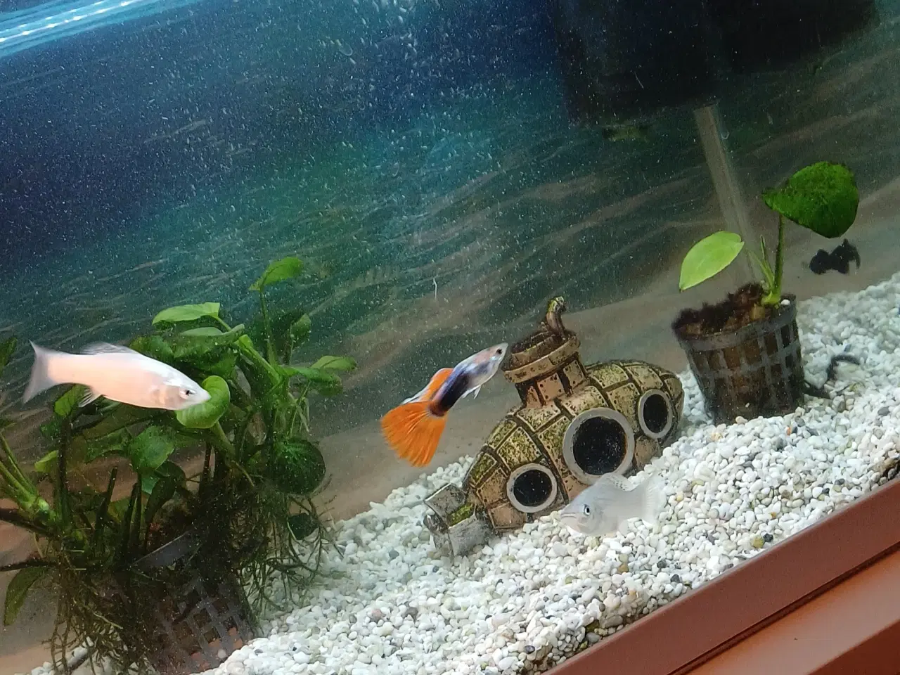 Billede 2 - Fisk Molly og Guppy