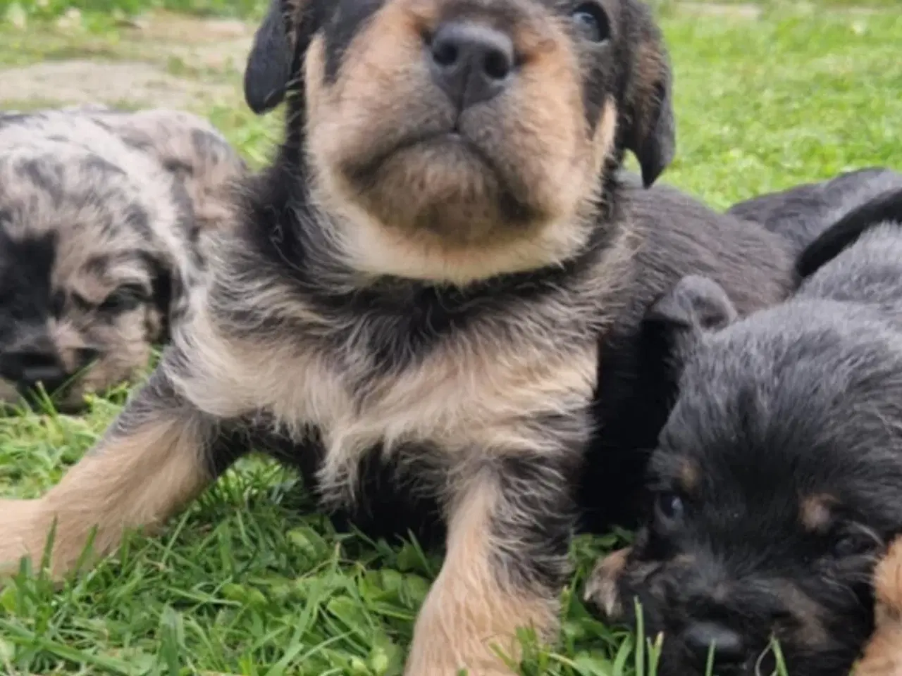Billede 10 - Korthårede Froodel-hvalpe – robust familiehund 