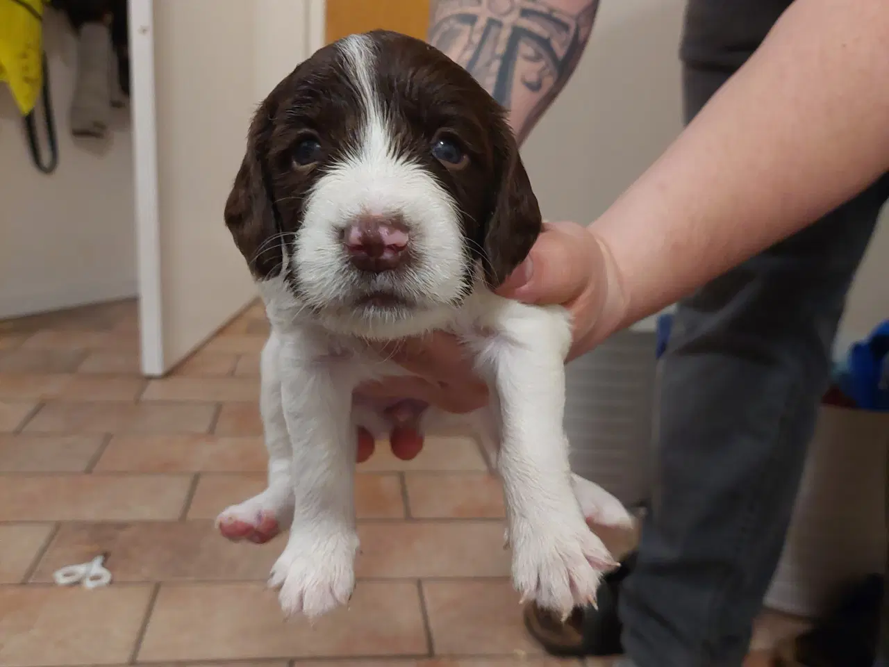 Billede 1 - Kleiner Münsterländer og Springer Spaniel hvalpe