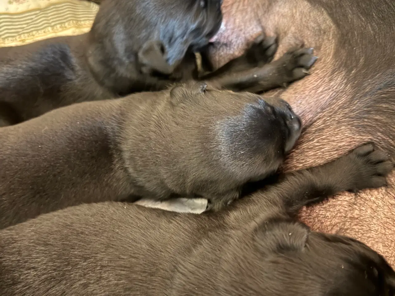 Billede 7 - Rottweiler / Labrador hvalpe