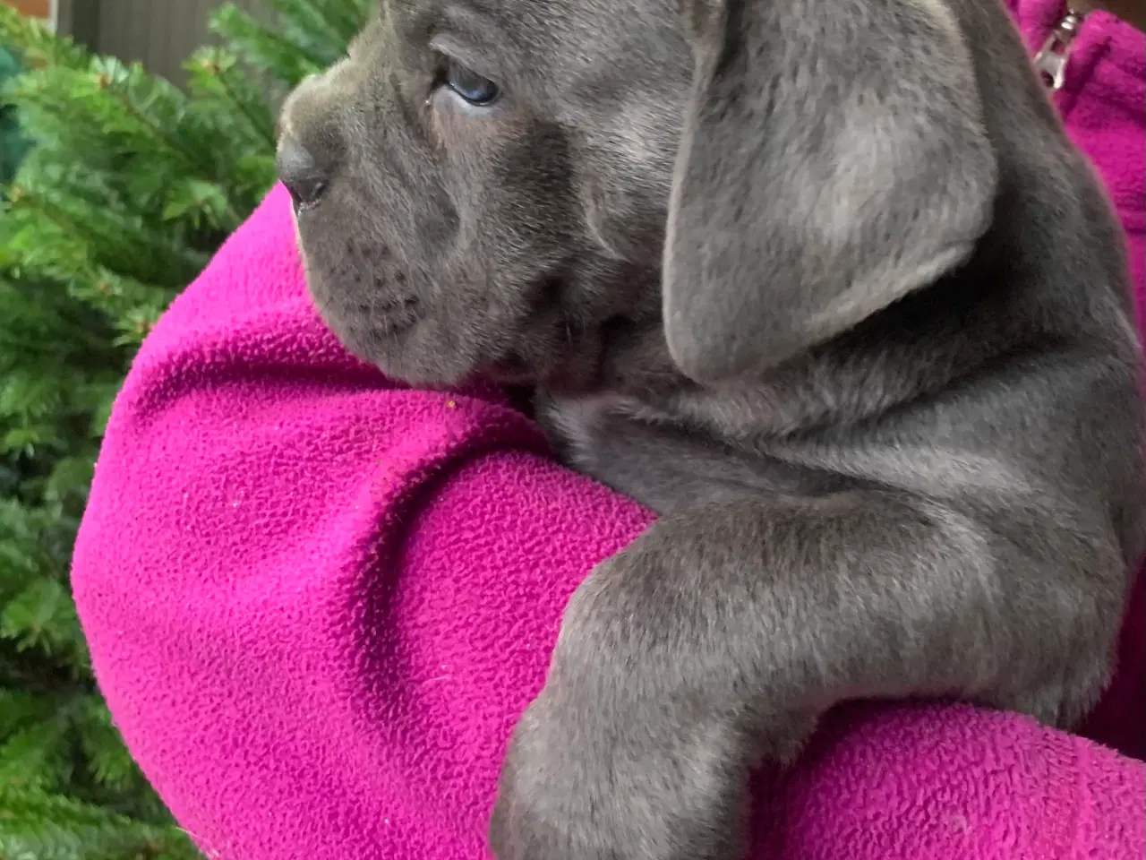 Billede 12 - Cane Corso Italiano hvalpe 