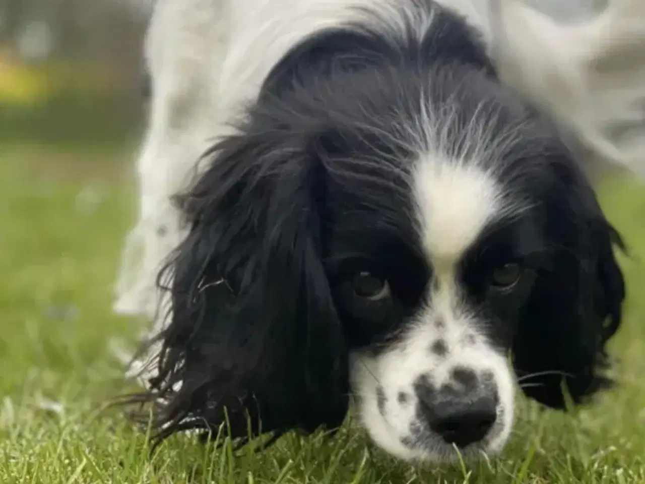 Billede 6 - Cavalier Kings Charles Spaniel/Cavachon 