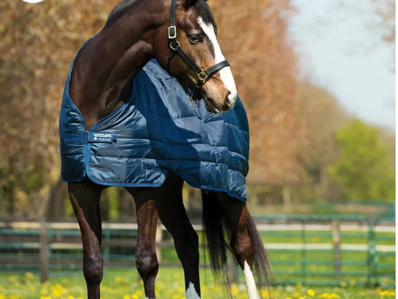 Billede 1 - Horseweare liner 200g str 145