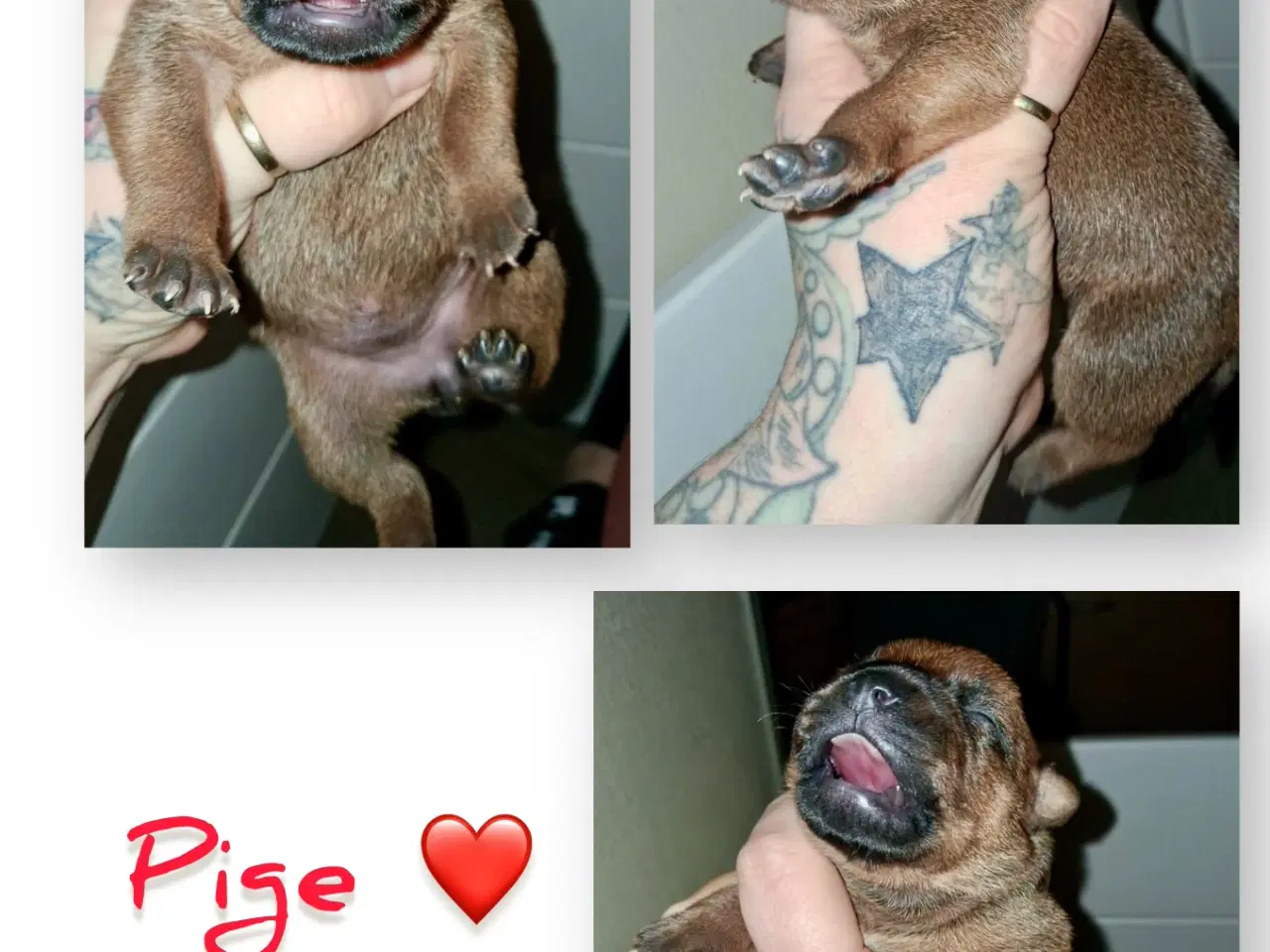 Billede 2 - Staffordshire Bull Terrier DKK