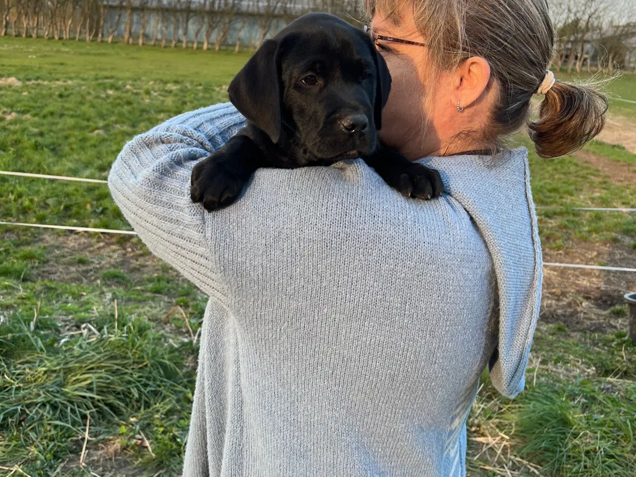 Billede 2 - Labrador hvalpe 