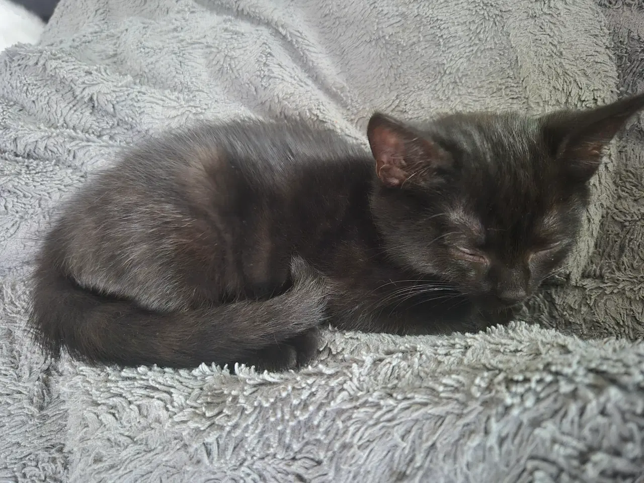 Billede 1 - 3 killinger sælges