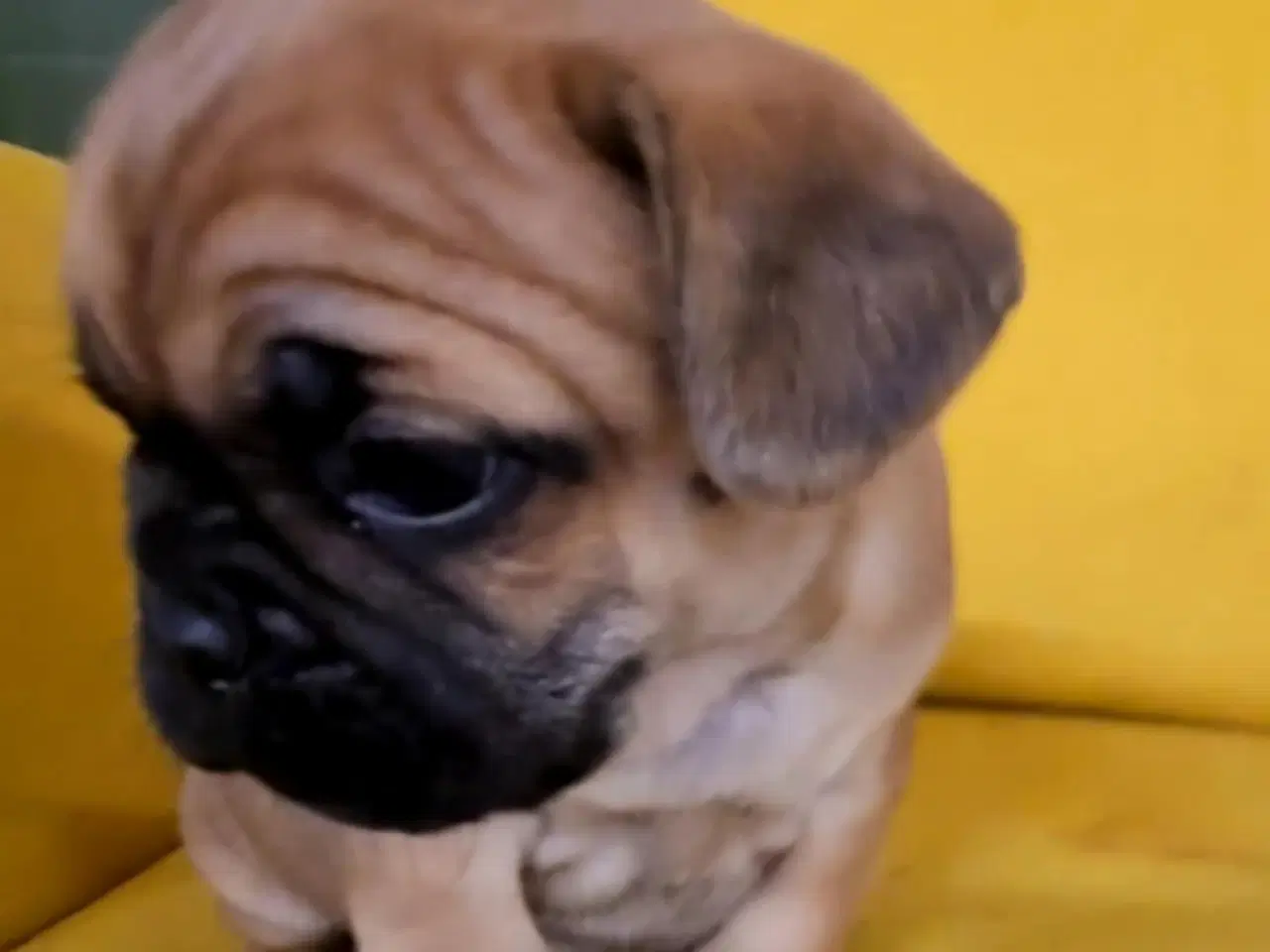 Billede 3 - Søde og vel socialiserede hvalpe.