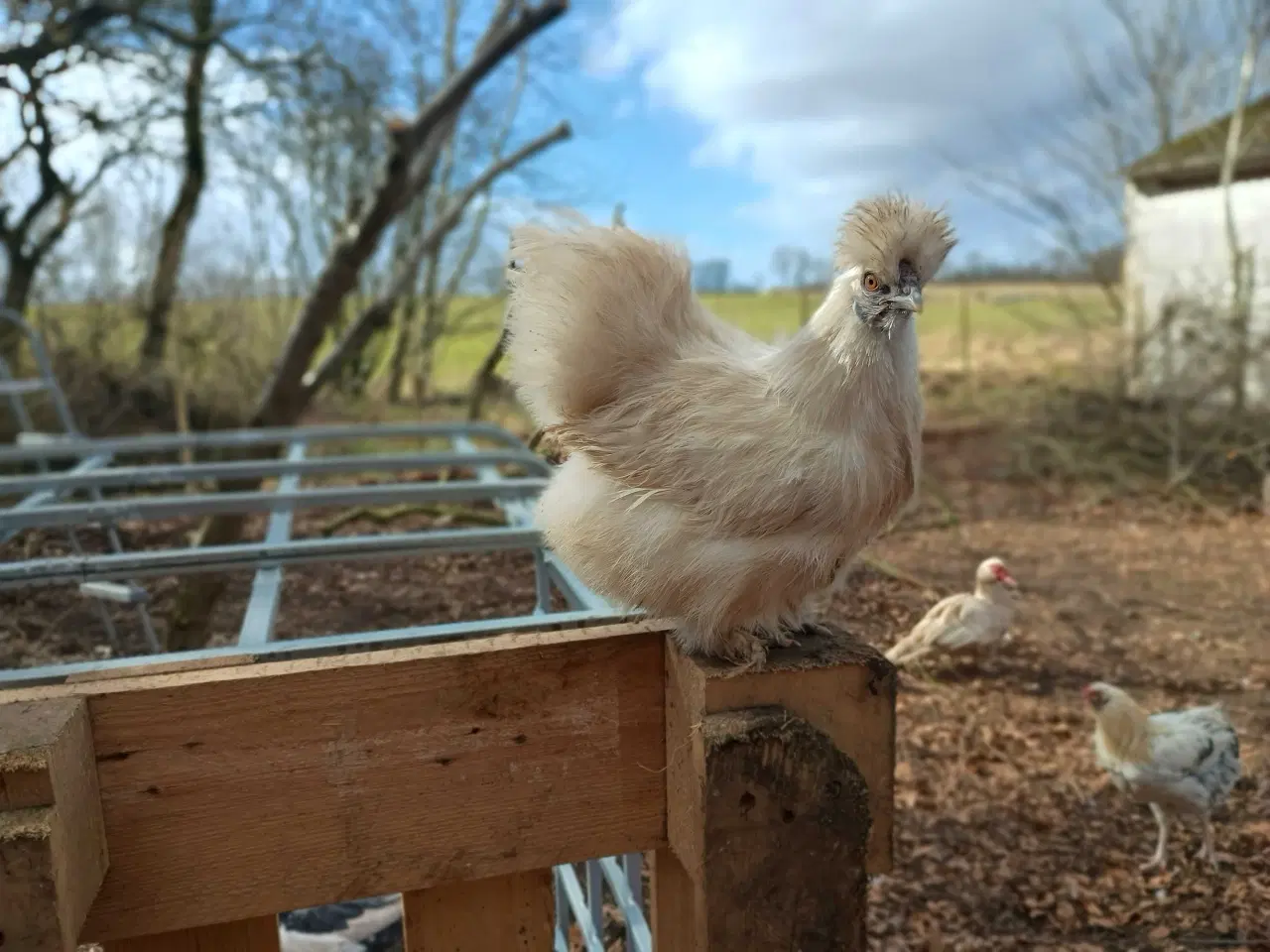 Billede 1 - Dværge silkehøns høner 