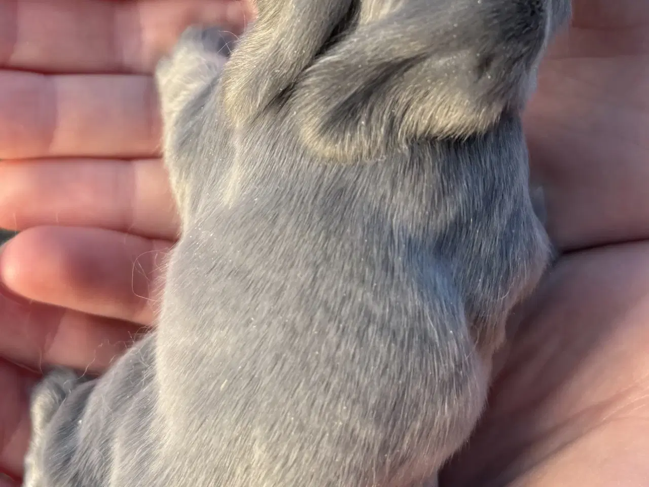 Billede 3 - FRANSK VÆDDER HAN BLÅ