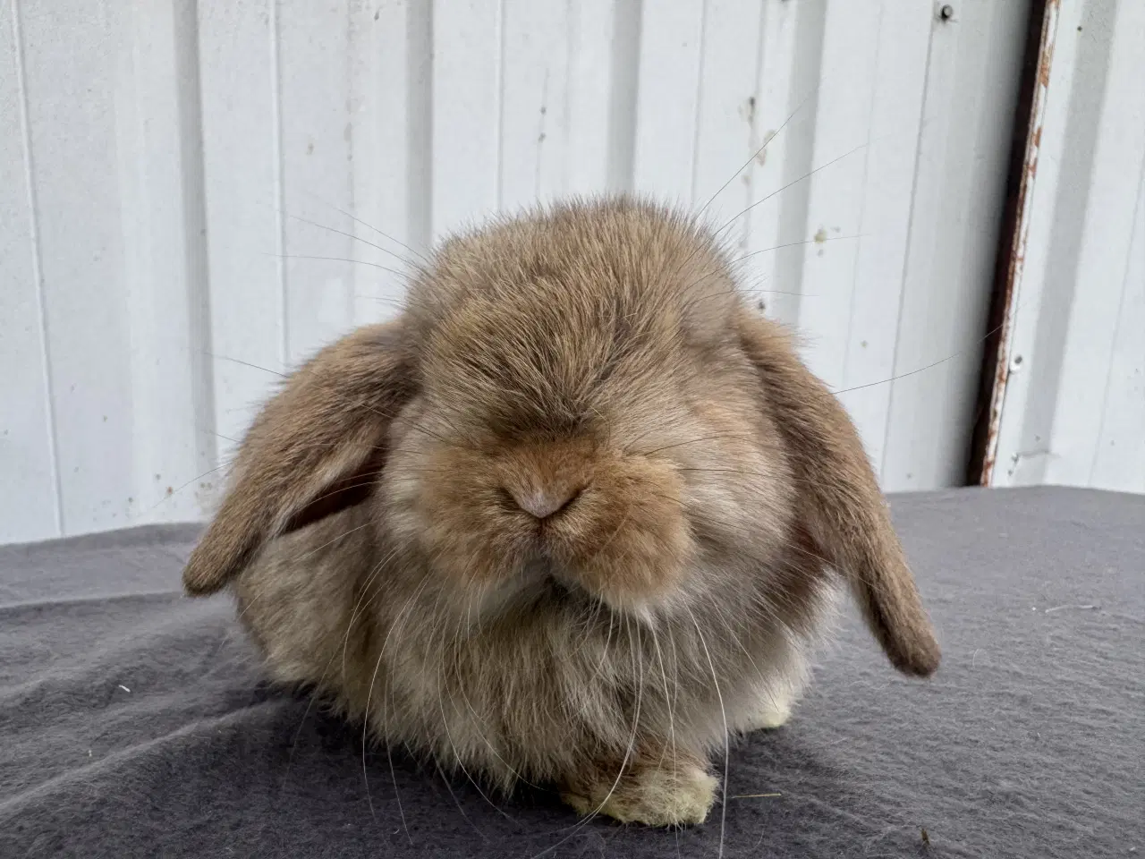 Billede 2 - Mini lop hankanin