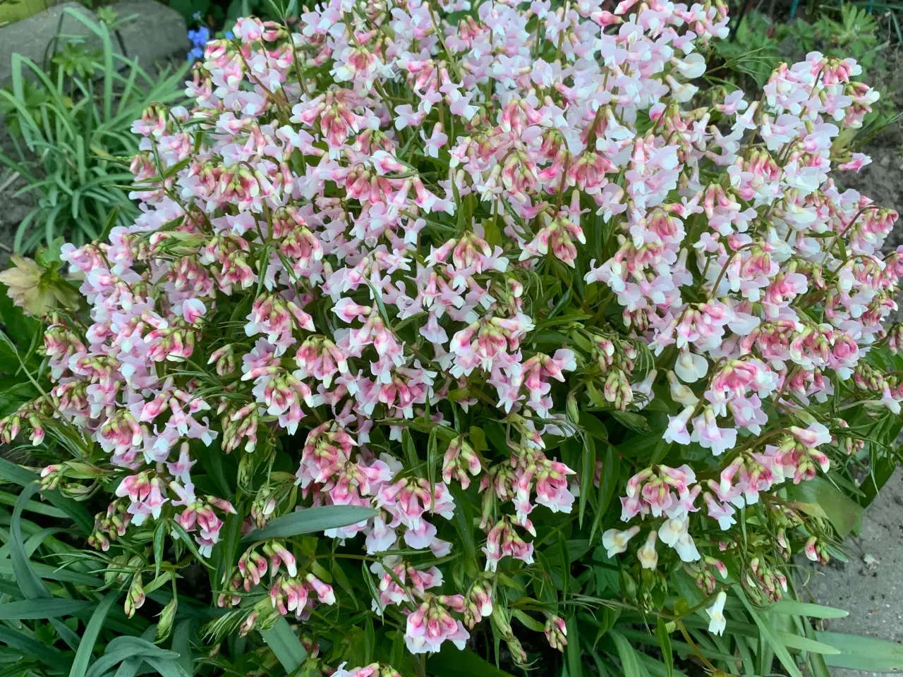 Billede 3 - Staude frø: Lathyrus Vernus / Vårfladbælg