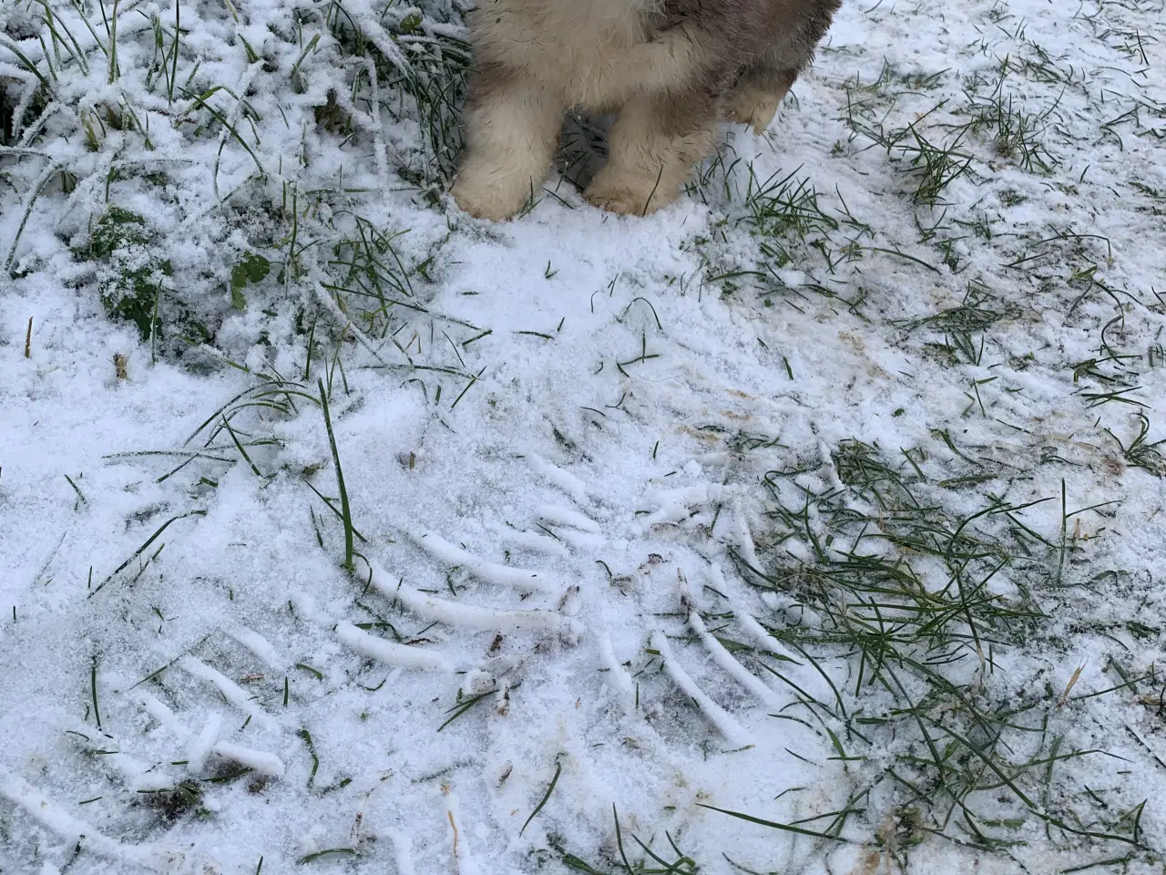 Billede 5 - Skønne blandings hvalpe 