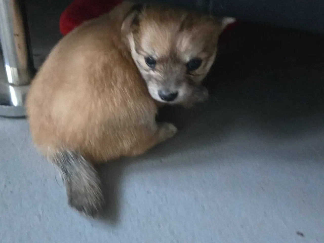 Billede 7 - 1 skøn pige