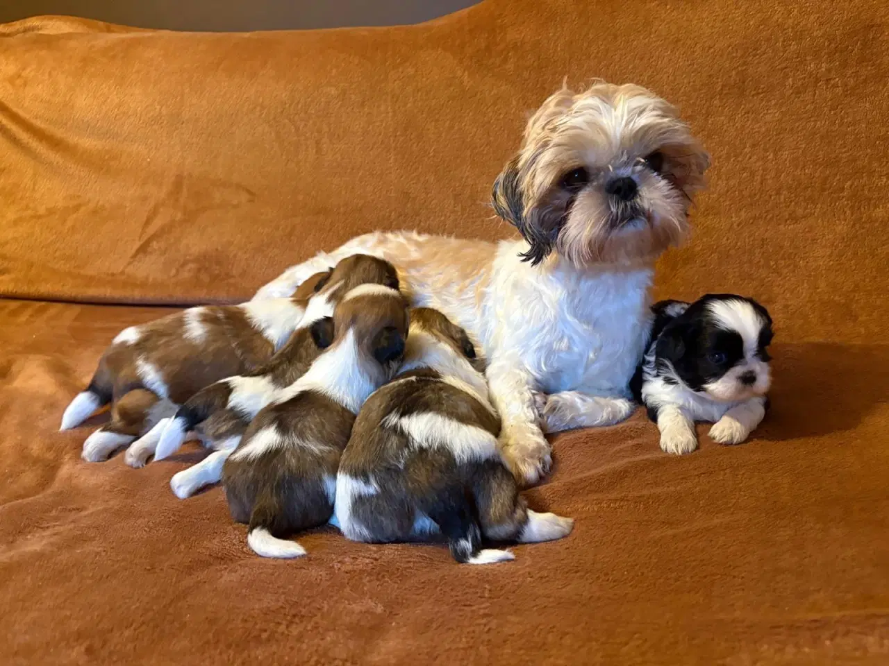 Billede 3 - Til salg Shih Tzu hvalpe født den 10. november.