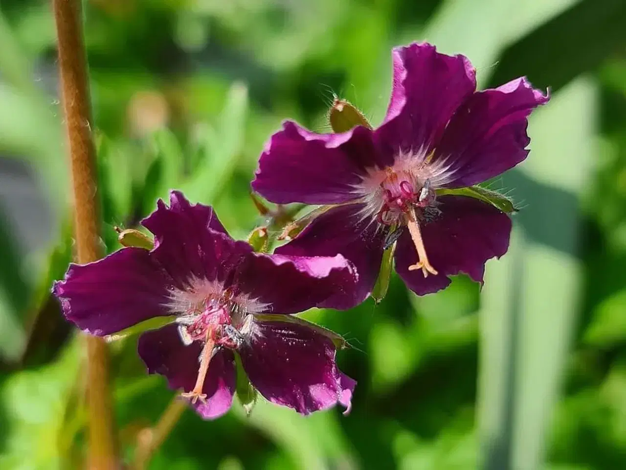 Billede 3 - Stauder, Vandplanter , Buske 