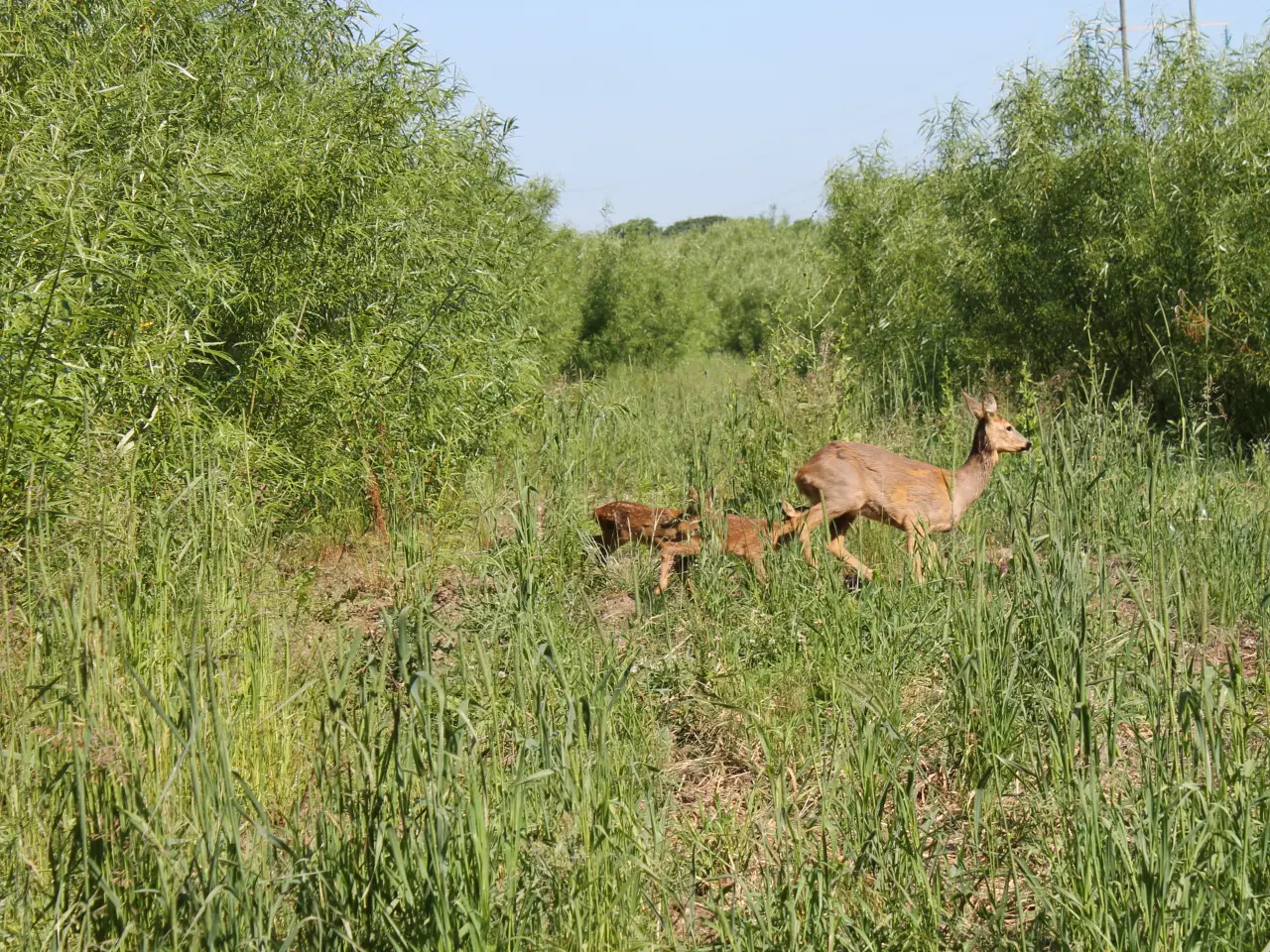Billede 1 - Energipil - stiklinger - jagtremise